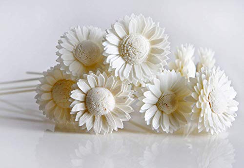 10 White Daisy Sola Flower Diffuser Set for Home Fragrance
