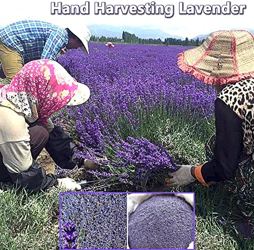 Dried Lavender Buds for Sachets Closets Candles DIY 12 Pound