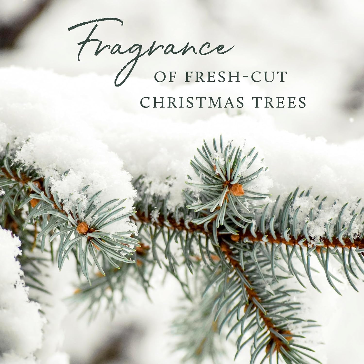 Thymes Frasier Fir Room Spray - 375 Oz