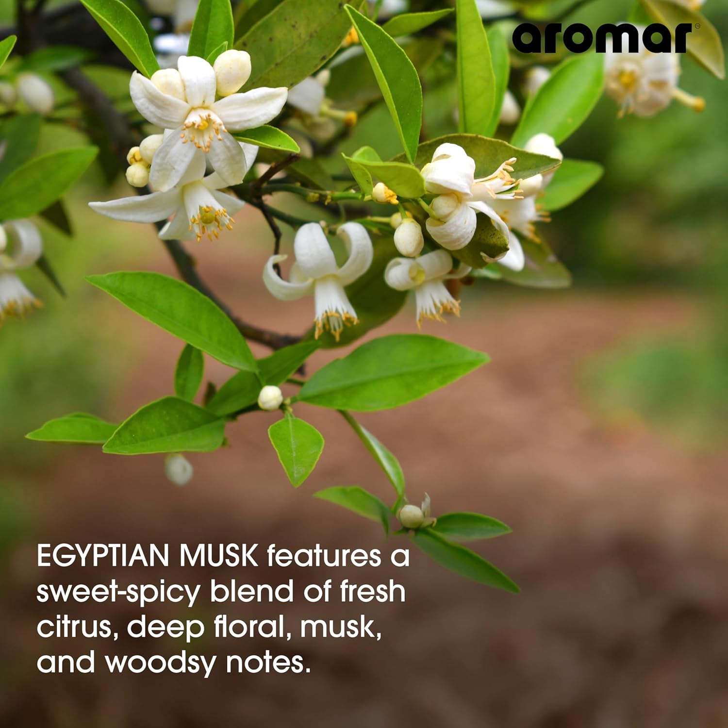 AROMAR Premium Fragrance Oil Egyptian Musk 8oz